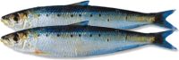 Pilchards